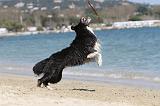BORDER COLLIE 1607